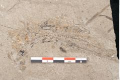 Foto (Detailansicht) von Zostera ungeri Ettingshausen (NHMW-GEO-2024-0188-6656)